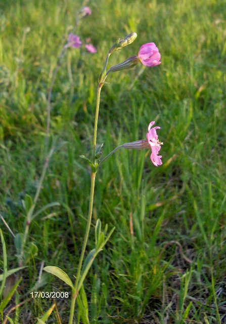 Silene colorata / Silene colorata